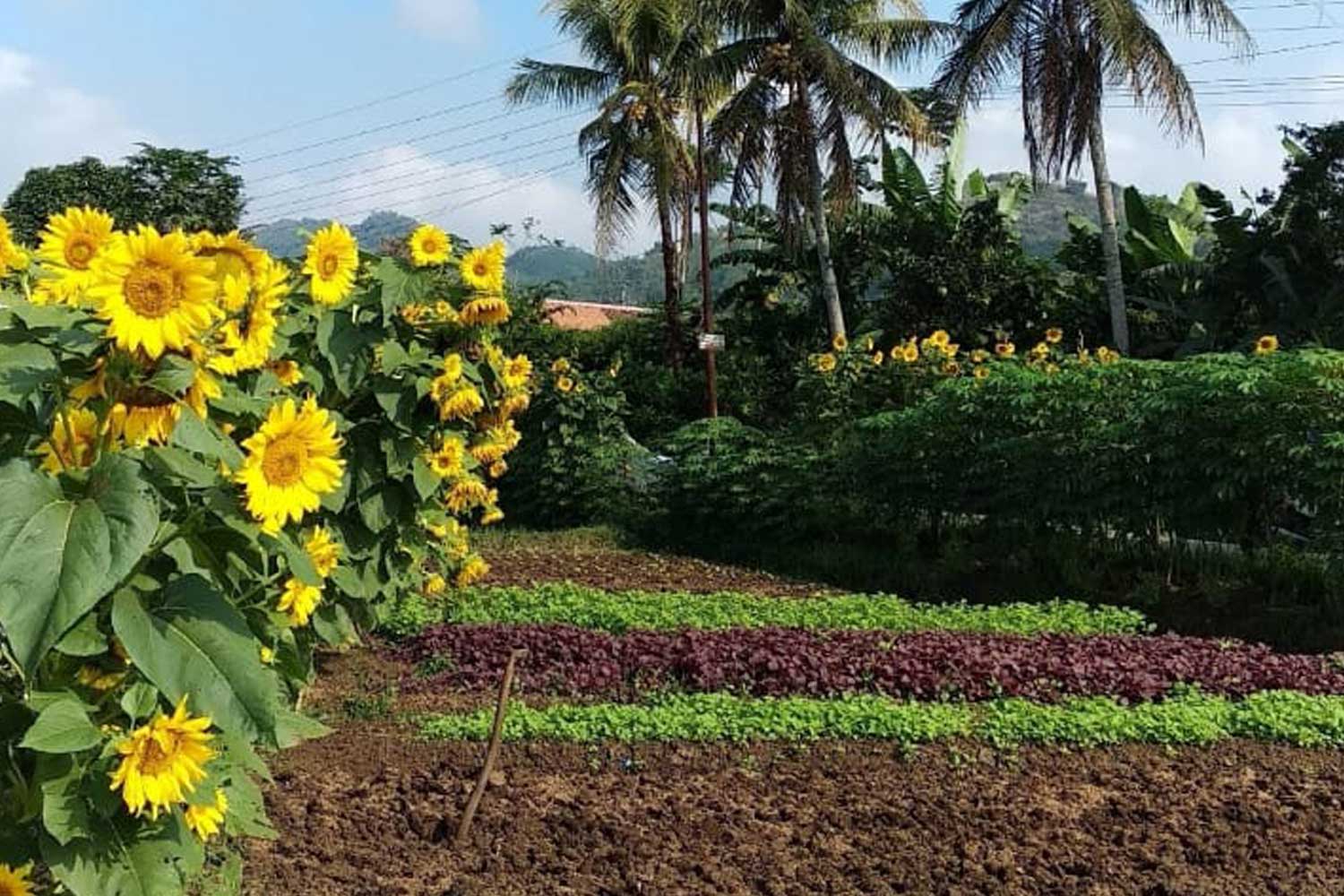 Another corner of the Citengkas garden, Sukabumi.