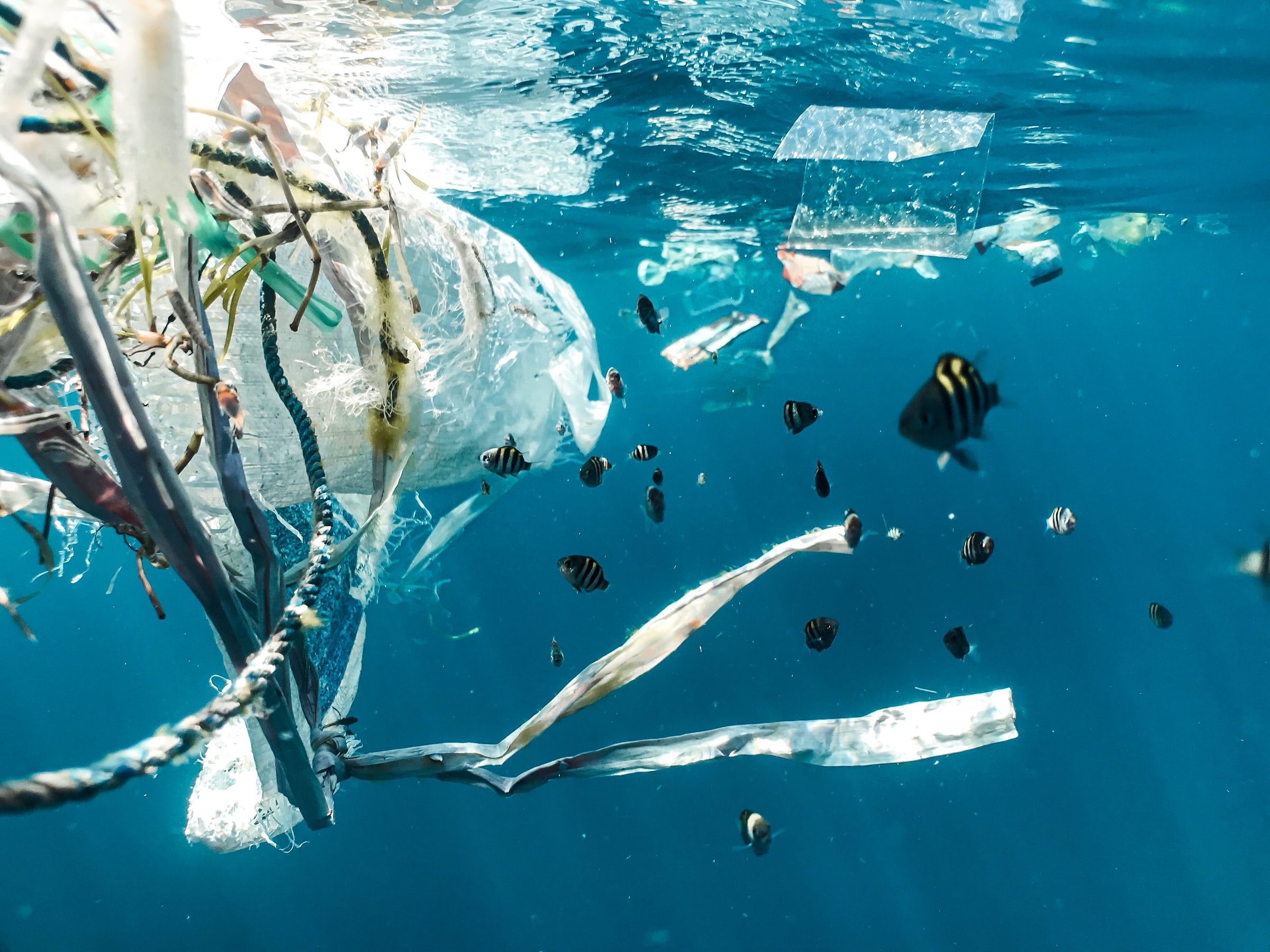 Kumpulan Ikan dan Sampah Plastik 