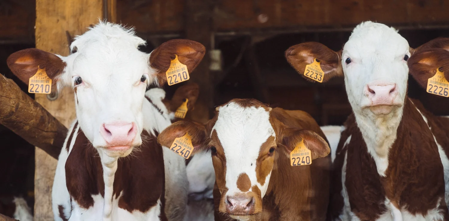 three cows with ear tags staring at the camera