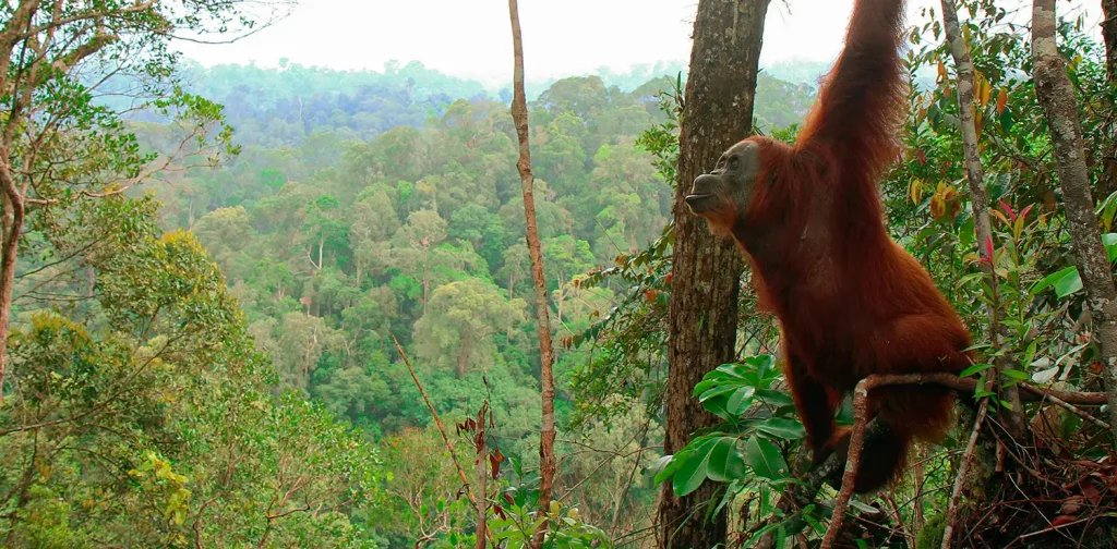Orangutan in the Leuser Ecosystem | Photo: Wikimedia Commons