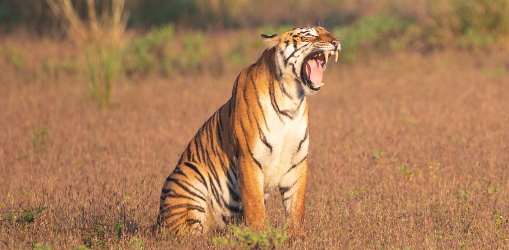 a tiger sitting in the middle of an open field with its mouth open