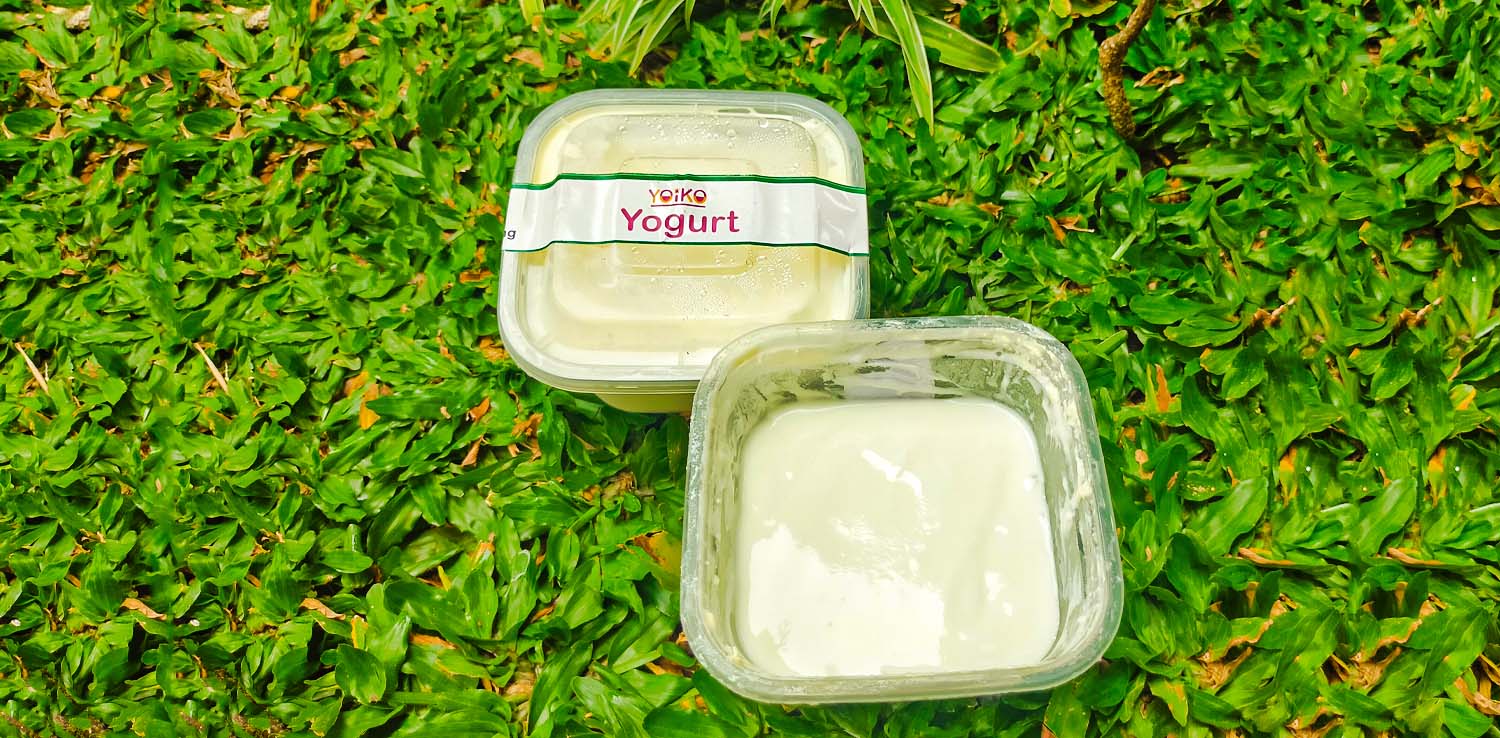  two square containers of homemade yogurt brand yoiko on grass