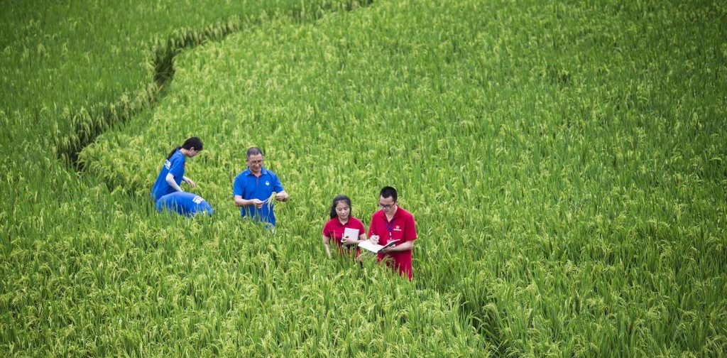 four people in a rice field photo by Syngenta