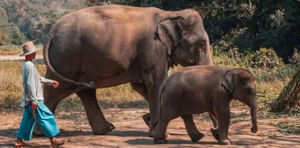 an adult elephant and a baby elephant walking with their caretaker
