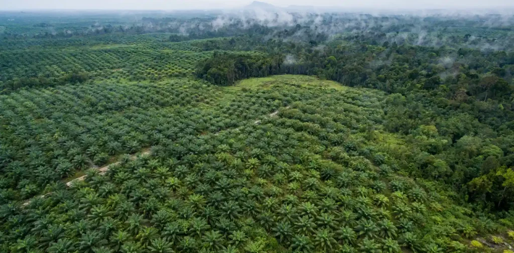 Aerial footage of palm oil and the forest in Sentabai Village, West Kalimantan, Indonesia