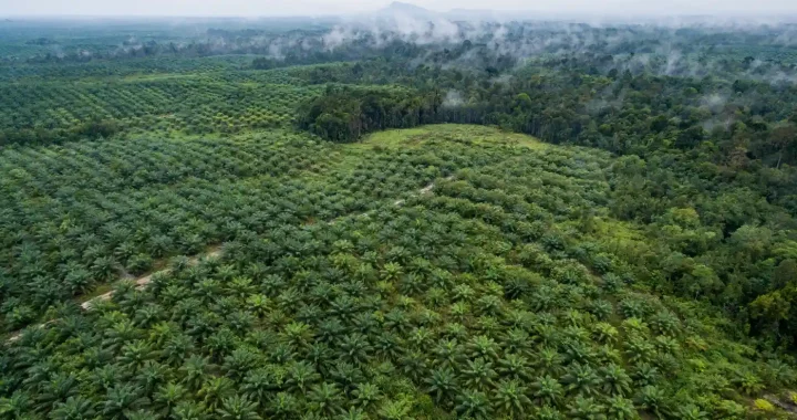 Aerial footage of palm oil and the forest in Sentabai Village, West Kalimantan, Indonesia