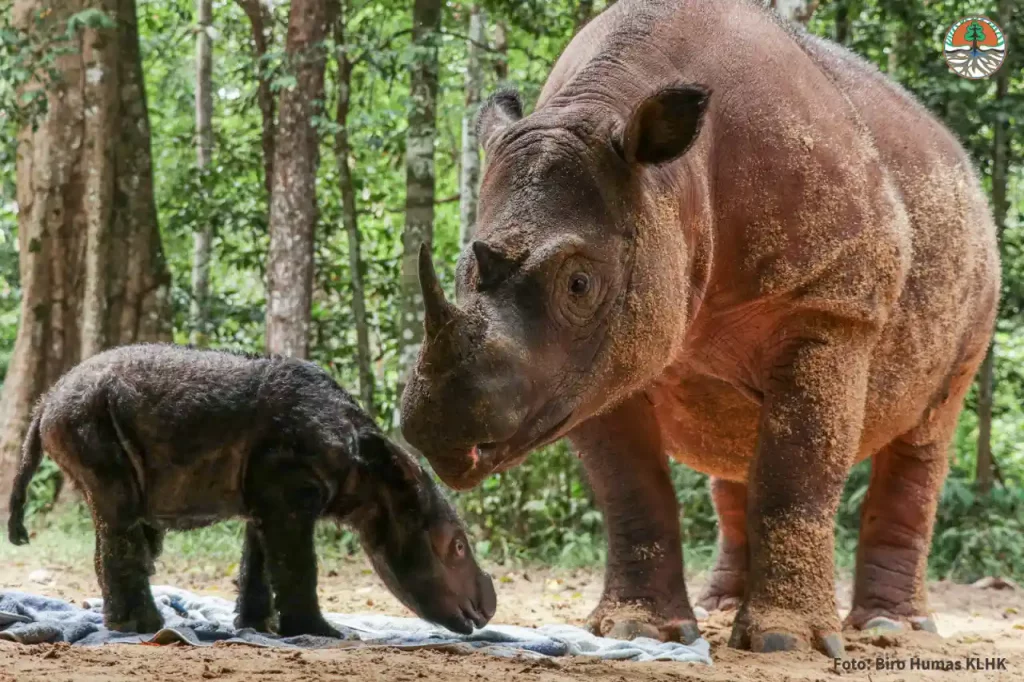 Rosa, a Sumatran rhino, is standing face to face with her newborn female cub