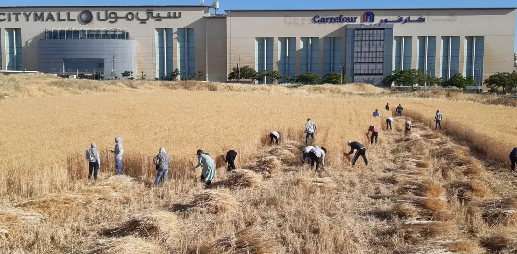 Jordanian people harvesting wheat at a wheat fields with concrete buildings in the background