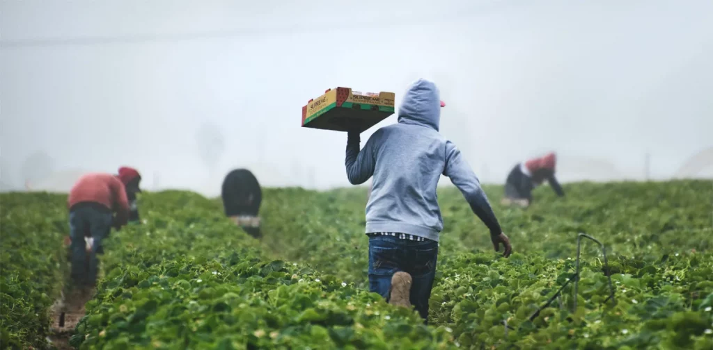a man with gray hoodie and black pants is carrying a box of harvested strawberries across the farm