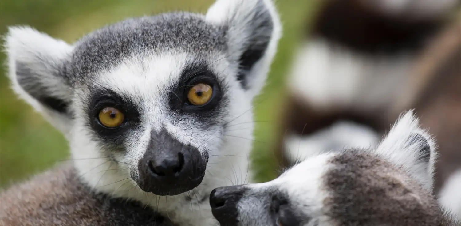 Lemur