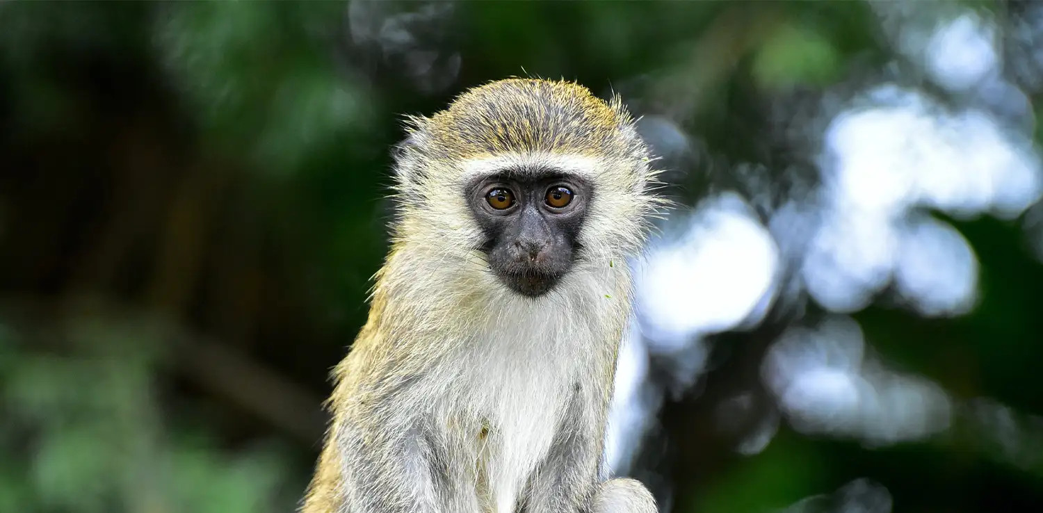 a vervet monkey