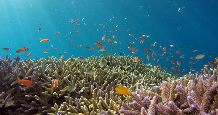 reefs and school of orange fish