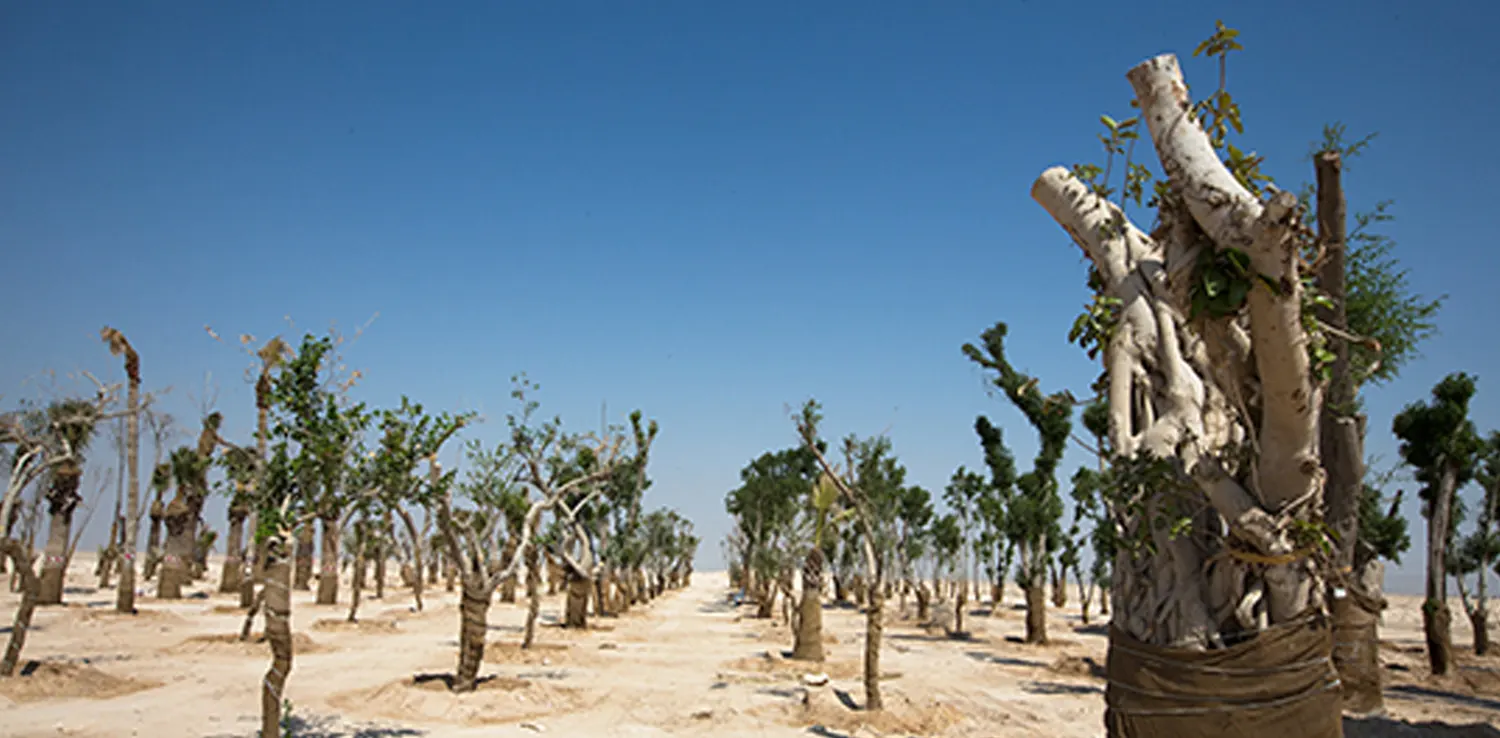 desert native plants