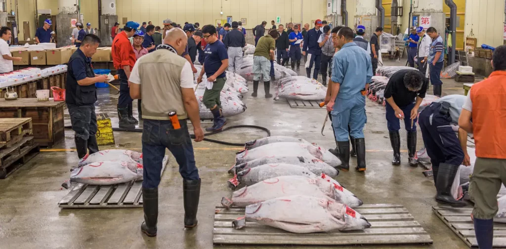 people and big fishes at Tsukiji fish market