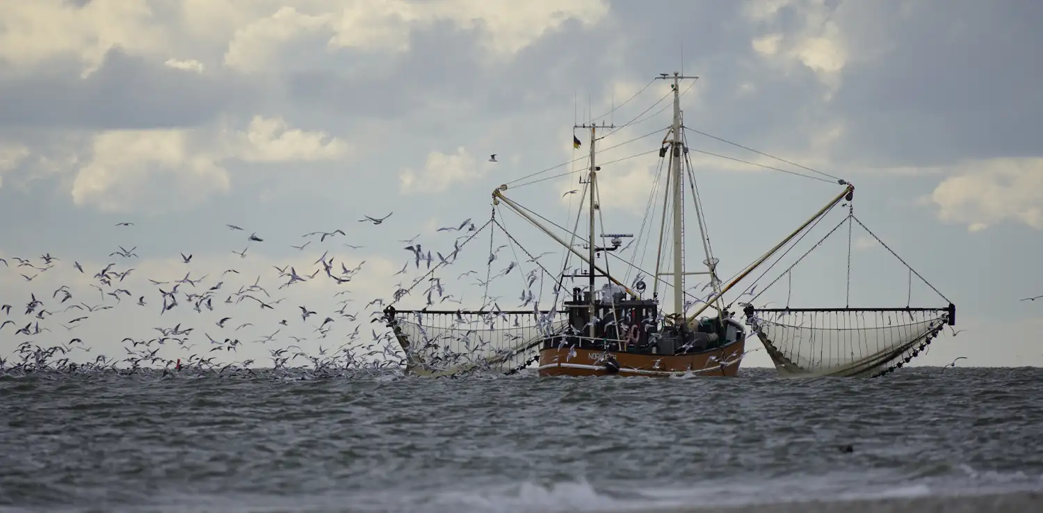fishing boat with many fishes and birds in trawling