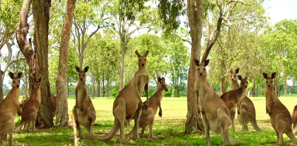 a group of kangaroos among trees looking at the camera