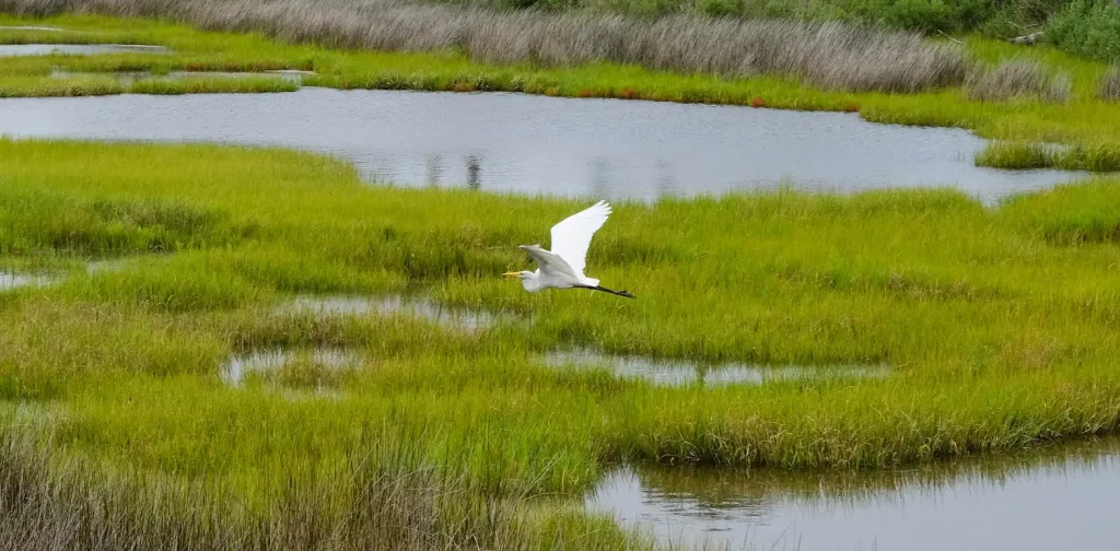 an egret bird is flying across green wetlands