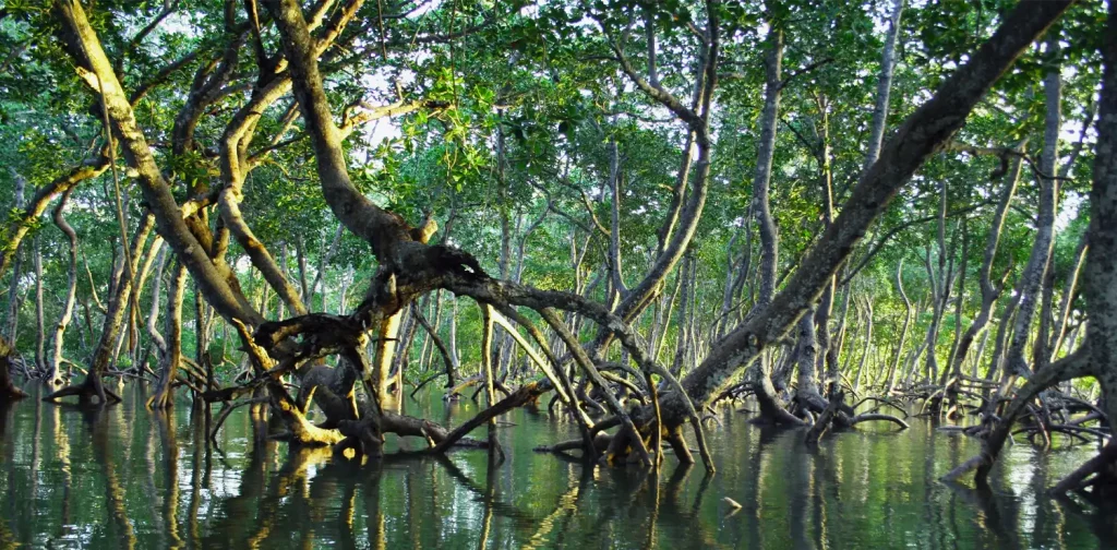 a mangrove forest above water