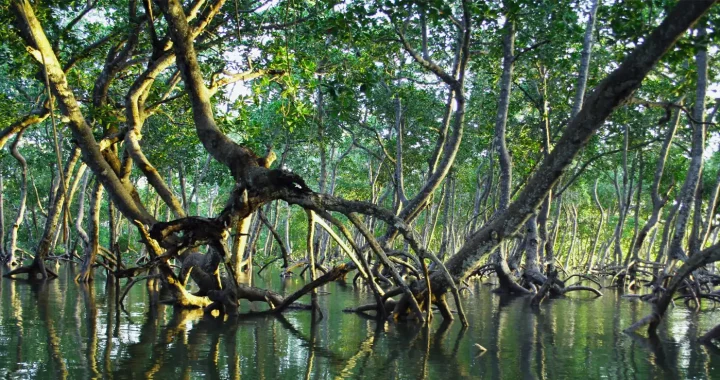 a mangrove forest above water