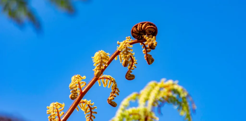 A new unfurling silver fern frond against the blue sky as the background. The fern is called koru, which is an integral symbol of new life, growth, strength and peace in Māori culture.
