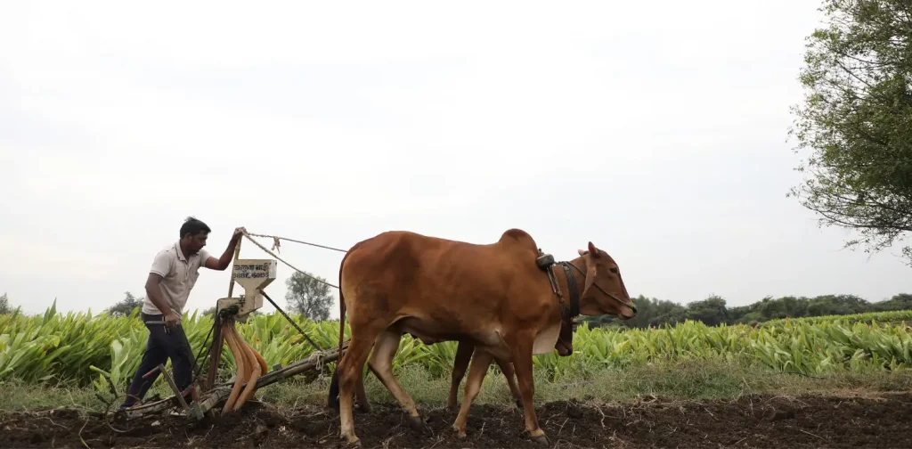 a man standing behind a cow equipped with plowing tools