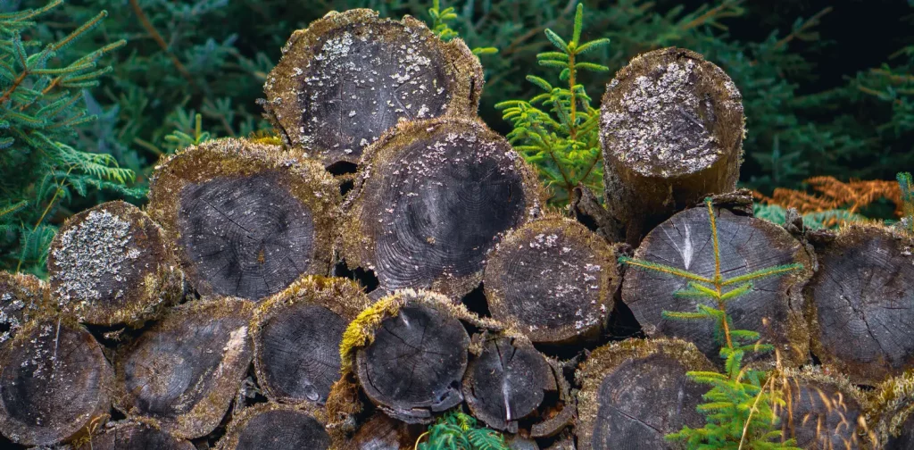 pile of logs covered in moss