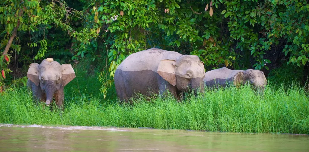 hree female elephants along the Kinabatangan River, Sabah, Malaysia