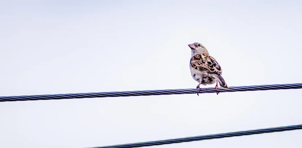 a small bird is perched on electrical wire