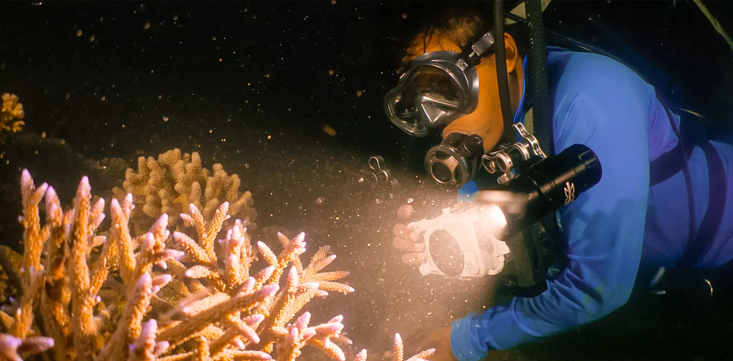 Marine biologist Azri Saparwan witnessing coral spawning event underwater at night at the Fitzroy Island coral nursery.