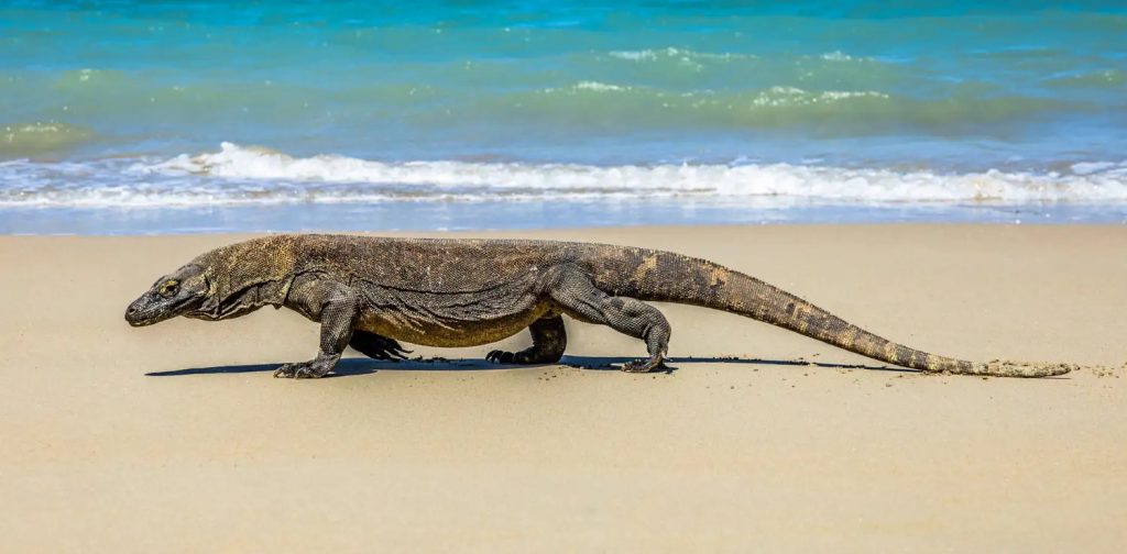 a komodo dragon is roaming about in the coast of Komodo Island, West Manggarai, East Nusa Tenggara.