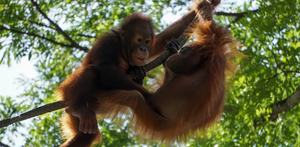 two small orangutans playing on a tree branch