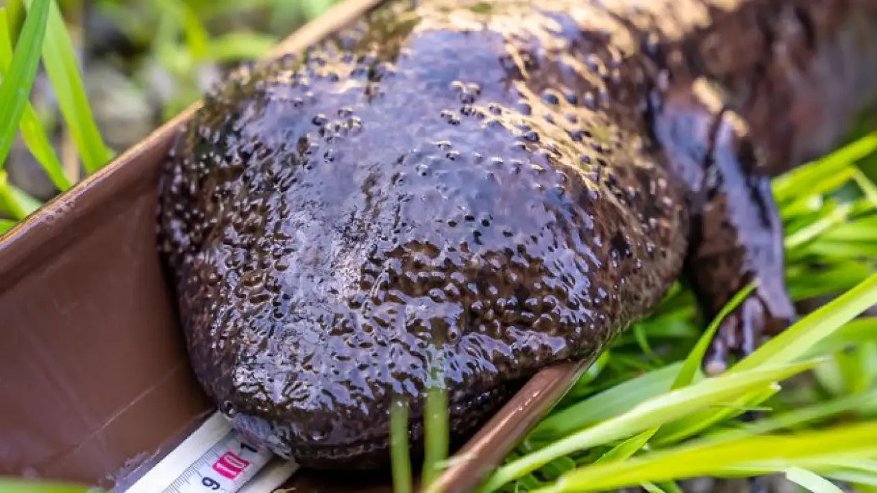 A Japanese giant salamander is lying on top of measuring tape