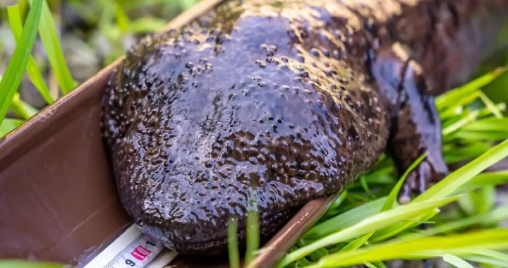 A Japanese giant salamander is lying on top of measuring tape