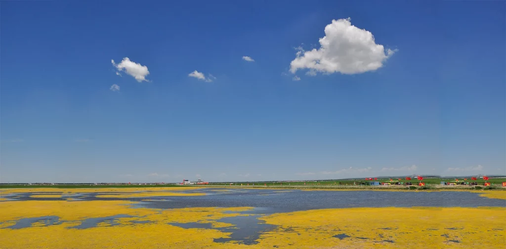 a quite large body of water covered with yellow algae under blue skies