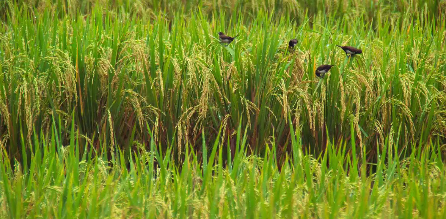 a close-up photo of yellow paddy with several little birds around it