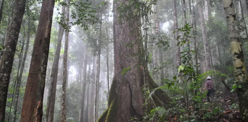 Dipterocarp trees in a forest in Kalimantan, Indonesia.