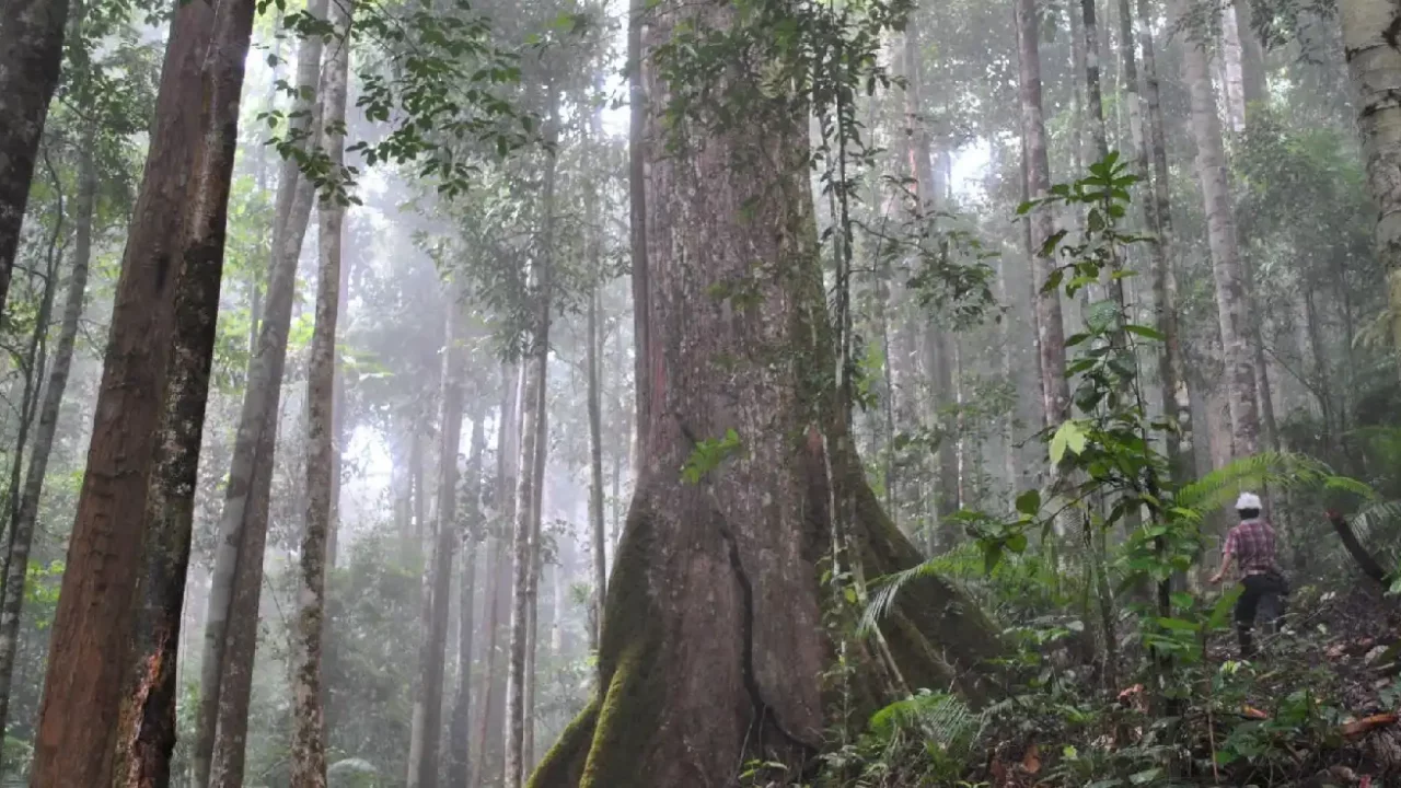 Dipterocarp trees in a forest in Kalimantan, Indonesia.