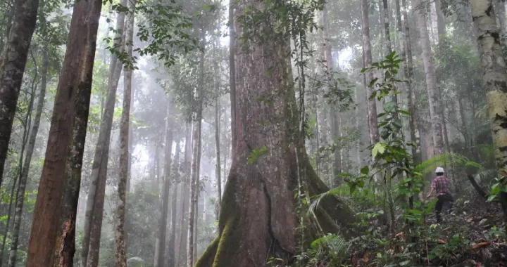 Dipterocarp trees in a forest in Kalimantan, Indonesia.