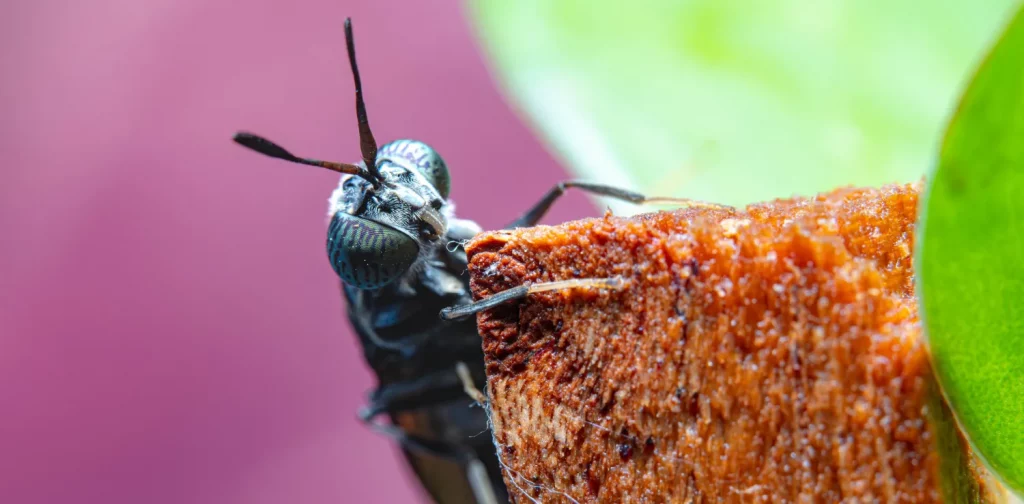 macro closeup of a black soldier fly looking at the camera