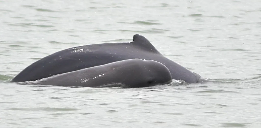 glimpses of Irrawaddy dolphins fins above water