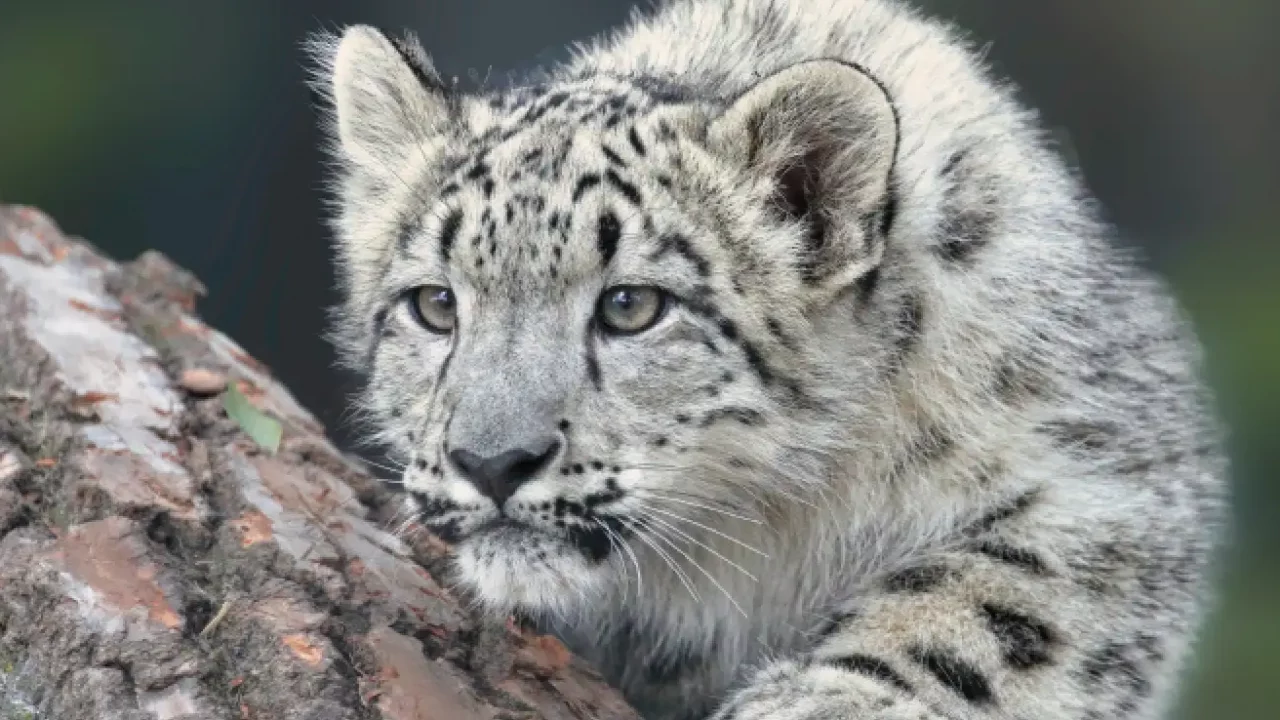 a snow leopard cub eyeing its prey
