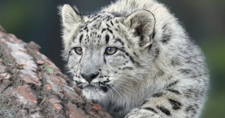 a snow leopard cub eyeing its prey