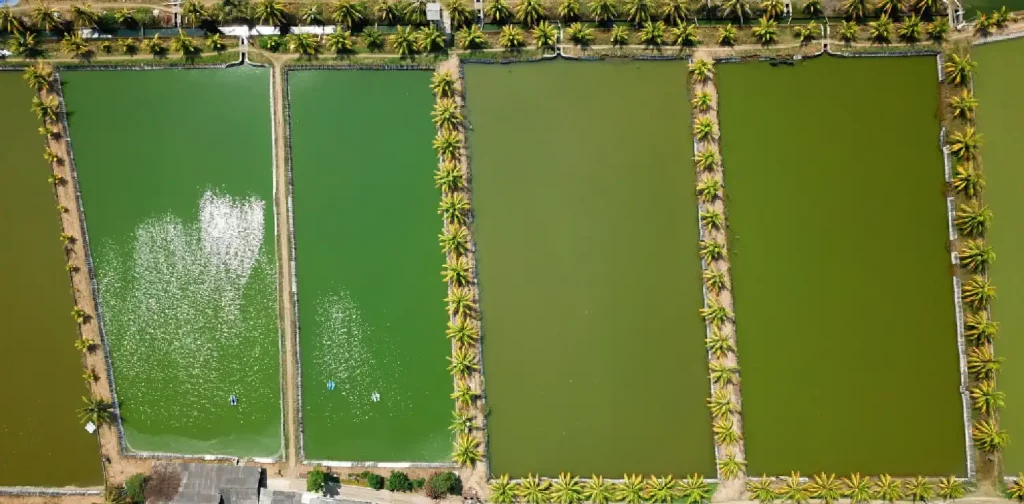 an aerial shot of four clusters of fish pond