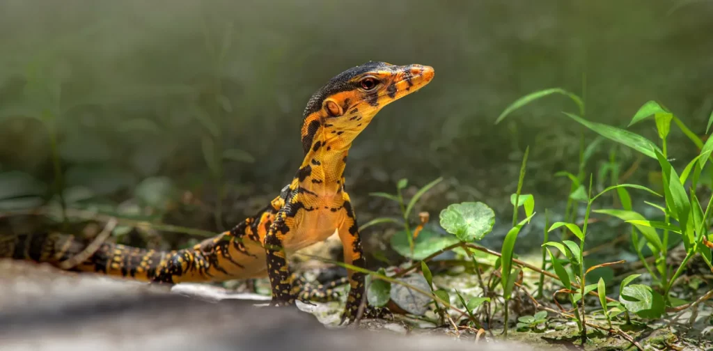 black and orange Asian water monitor