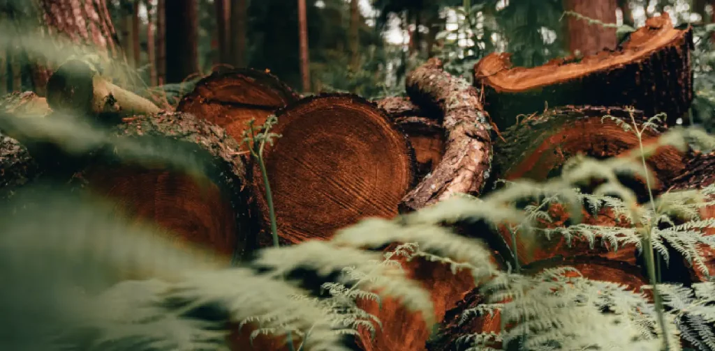 a pile of cut down trees