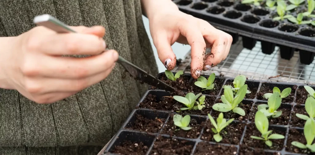 a person putting plant seeds in square-shaped medium