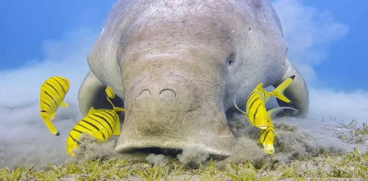 a dugong munching on seagrass surrounded by yellow fish