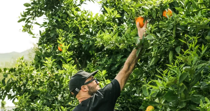 a man in black cap picking an orange from the tree
