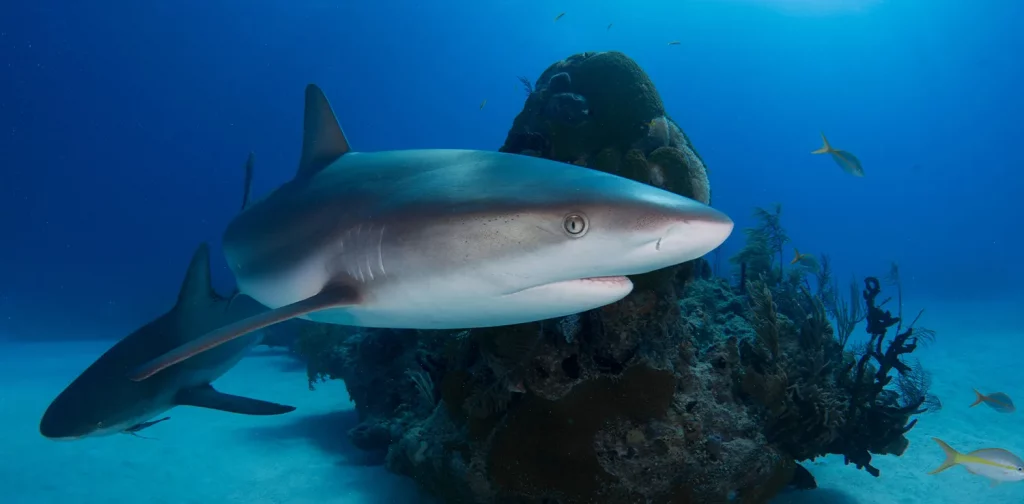 A couple Caribbean reef sharks hanging around on a dive in Grand Bahama.