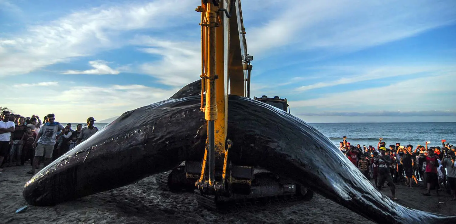 A sperm whale stranded on the coast of Aceh, Sumatra.